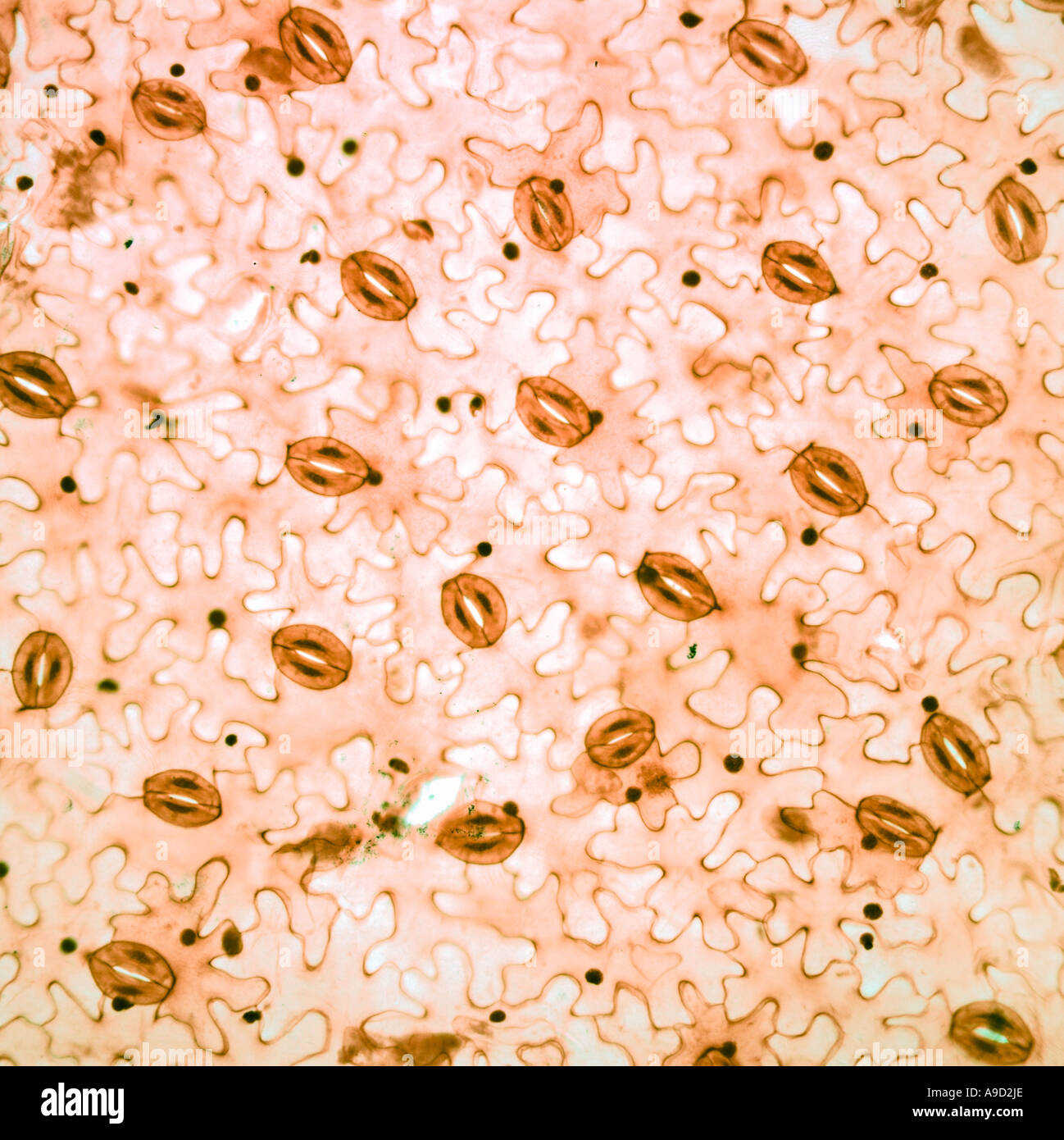 Vicia leaf showing stoma (Broad bean) brightfield photomicrograph. Stomata Stock Photo