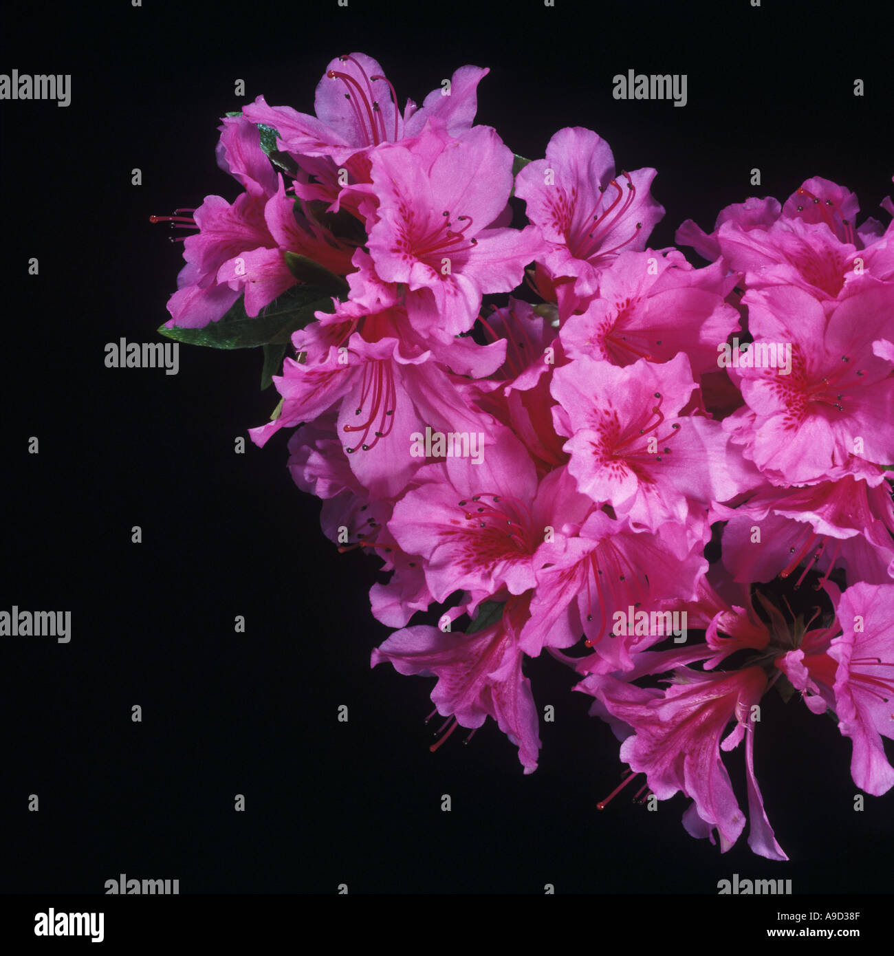 Azalea Blue Danube Flower Stock Photo - Alamy