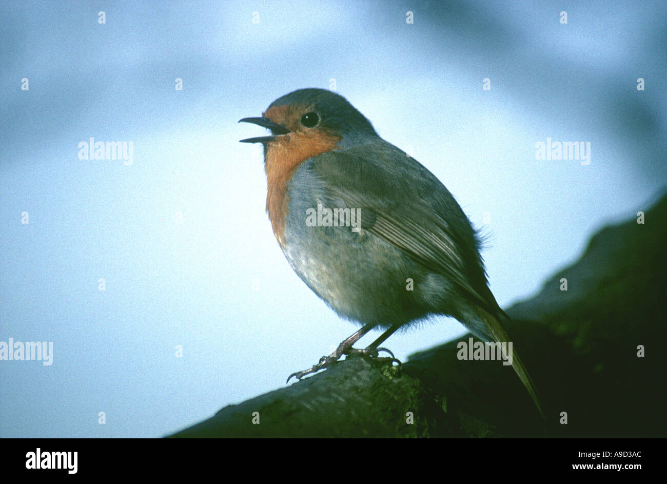 EUROPEAN ROBIN Erithacus rubecula singing Stock Photo