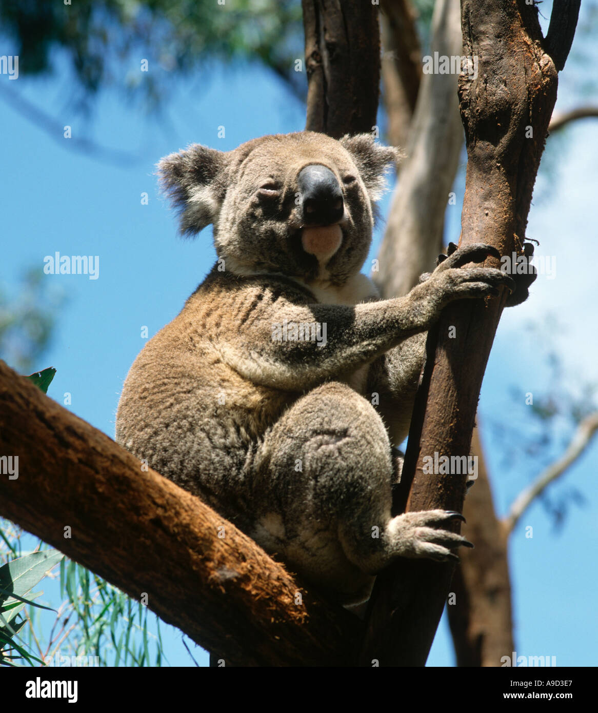 Koala sitting in tree hi-res stock photography and images - Alamy