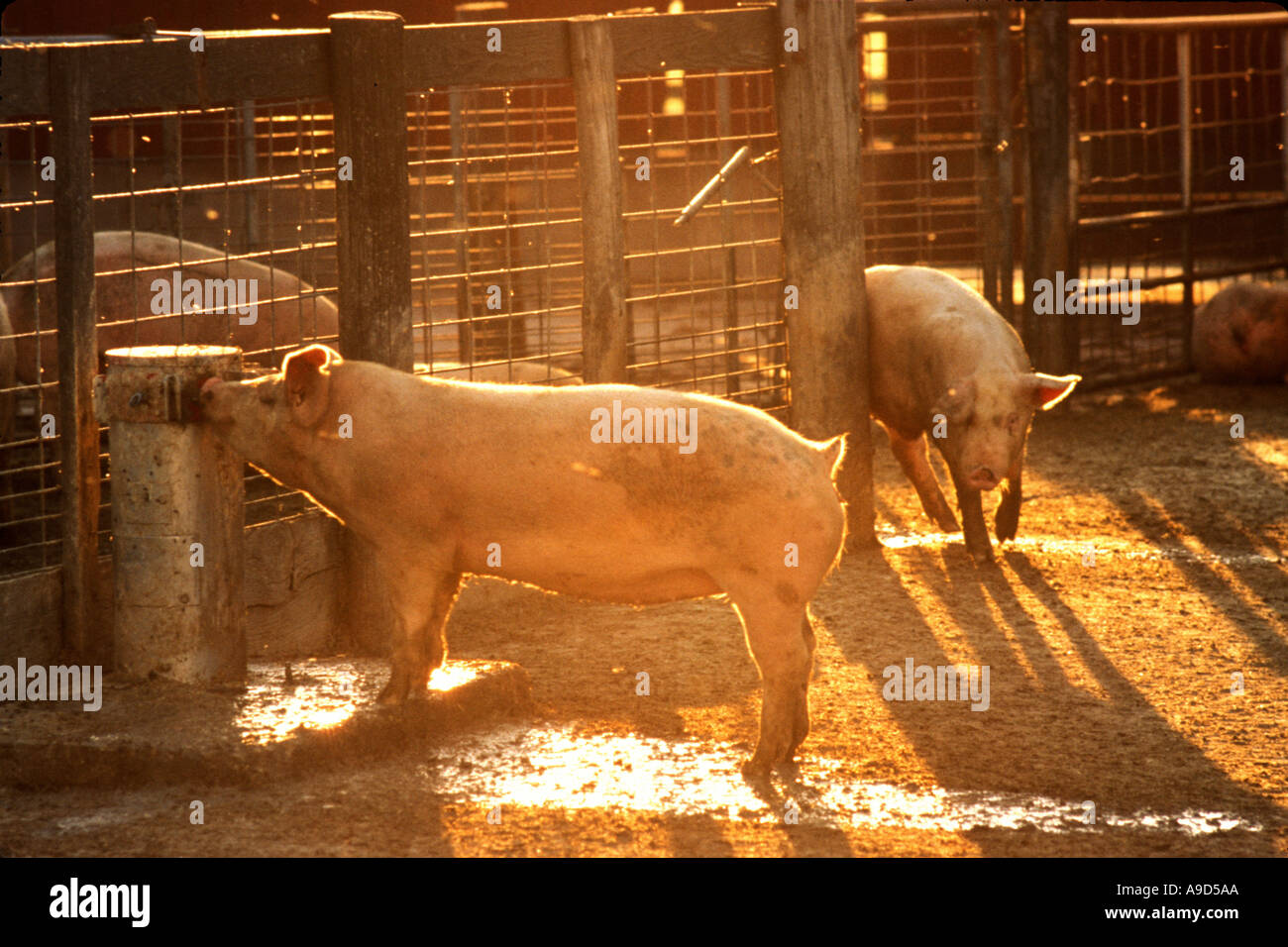 Pigs eating slop hi-res stock photography and images - Alamy