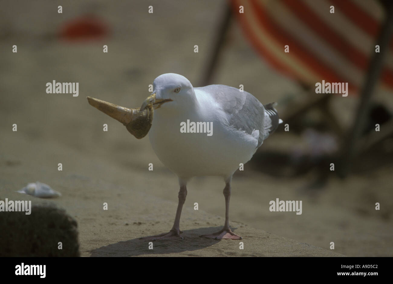 Herring Gull Eating ice cream cone Larus argentatus Stock Photo Alamy