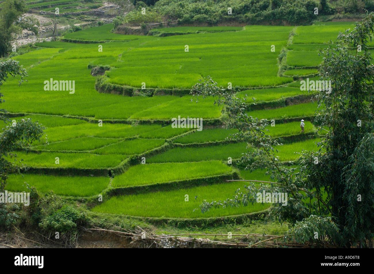 Terraced rice paddy in Hainan China 30 Mar 2006 Stock Photo