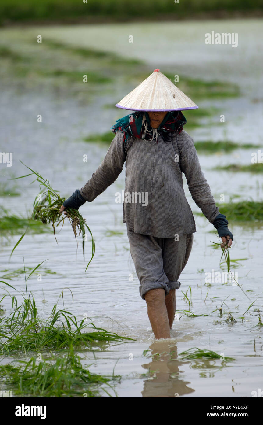 A woman of Li nationality transplants rice seedlings in a village of Sanya Hainan China March 29 2006 Stock Photo