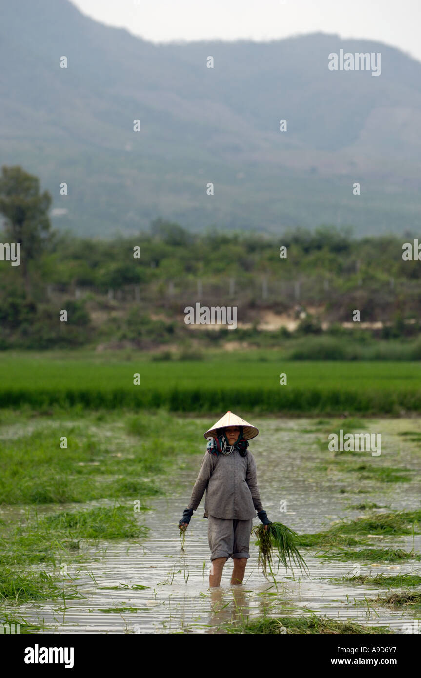 A woman of Li nationality transplants rice seedlings in a village of Sanya Hainan China March 29 2006 Stock Photo