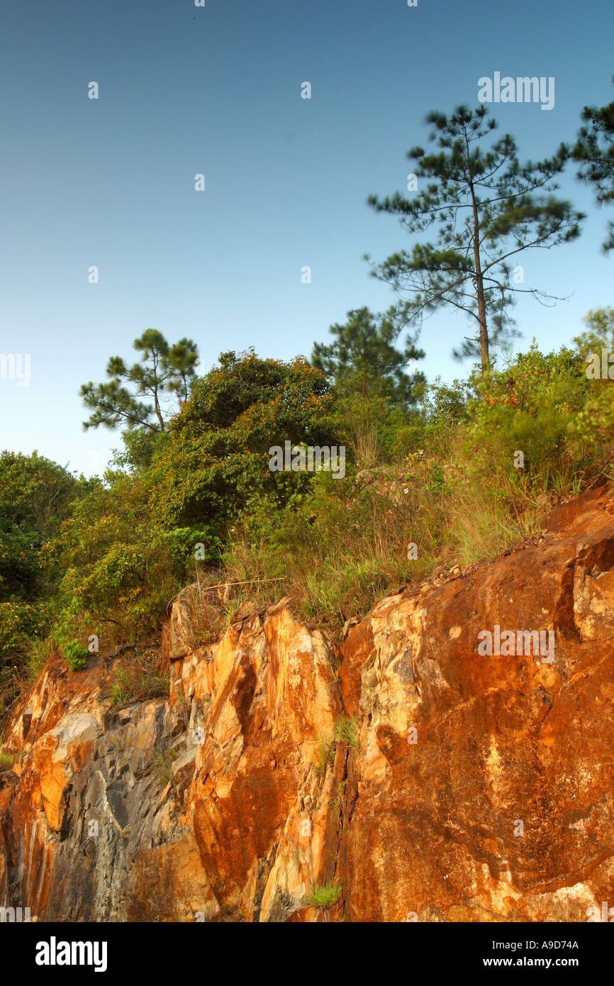 pine tree on the cliff Stock Photo - Alamy