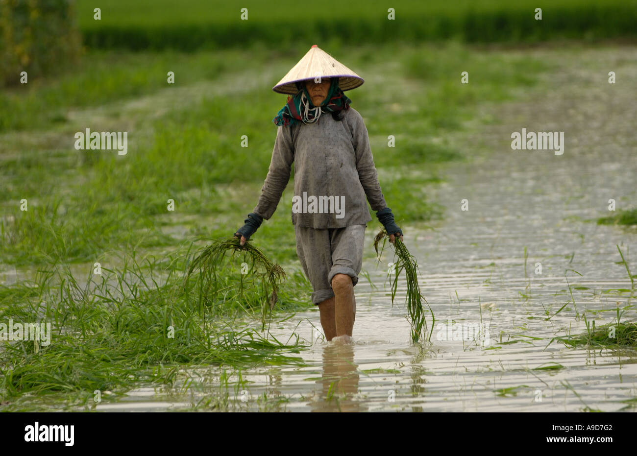 A woman transplants rice seedlings in a village of Sanya Hainan China March 29 2006 Stock Photo