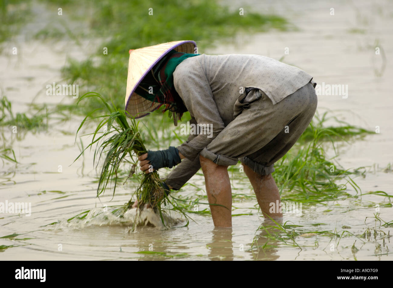 A woman transplants rice seedlings in a village of Sanya Hainan China March 29 2006 Stock Photo