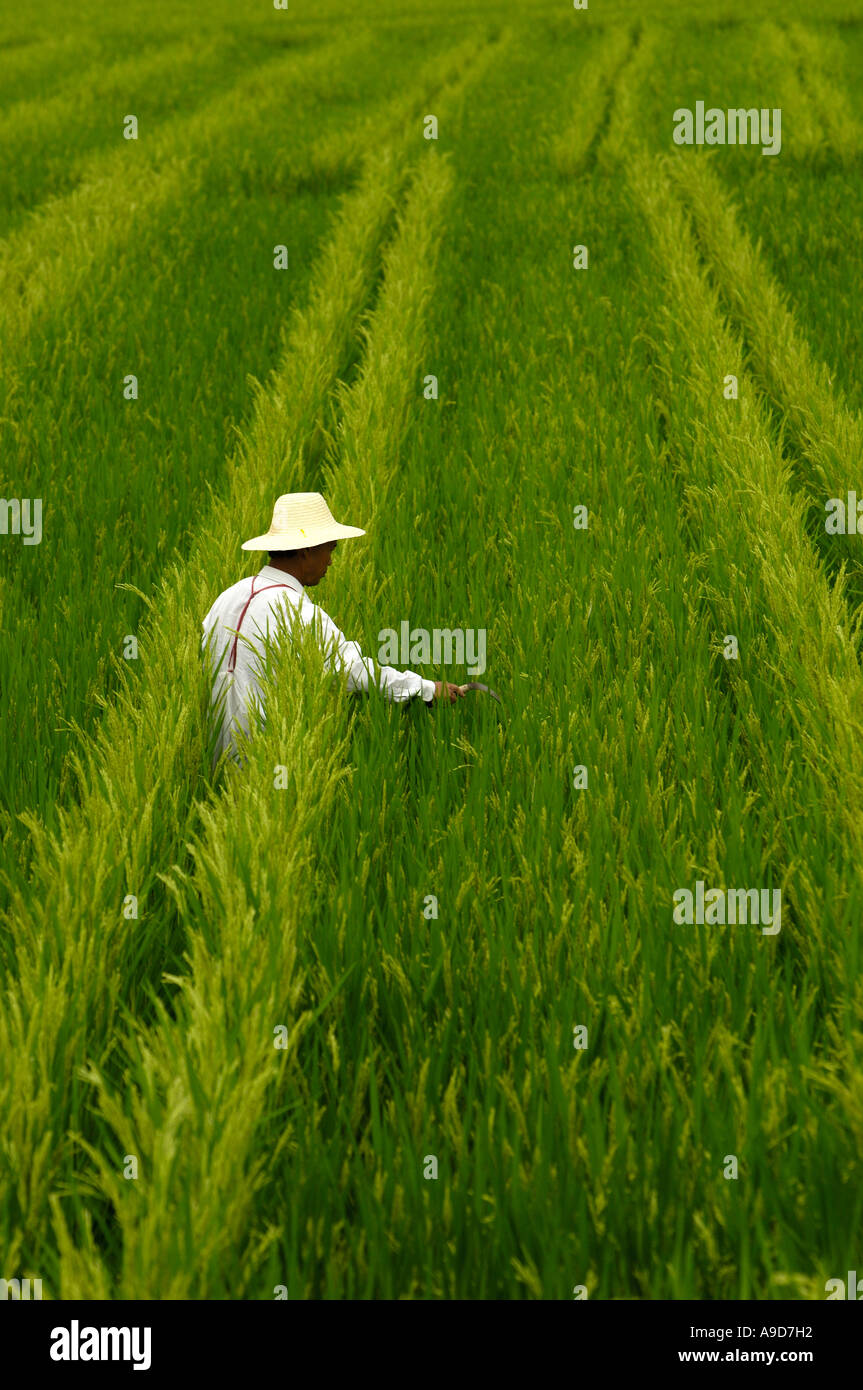 Chinese farmers work in the rice fields in Sanya Hainan China  30 Mar 2006 Stock Photo