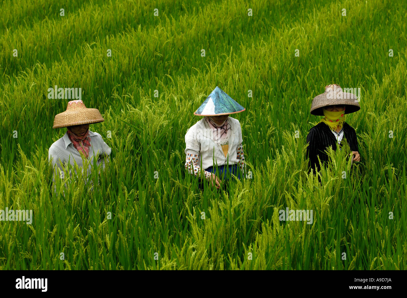 Chinese Rice Fields