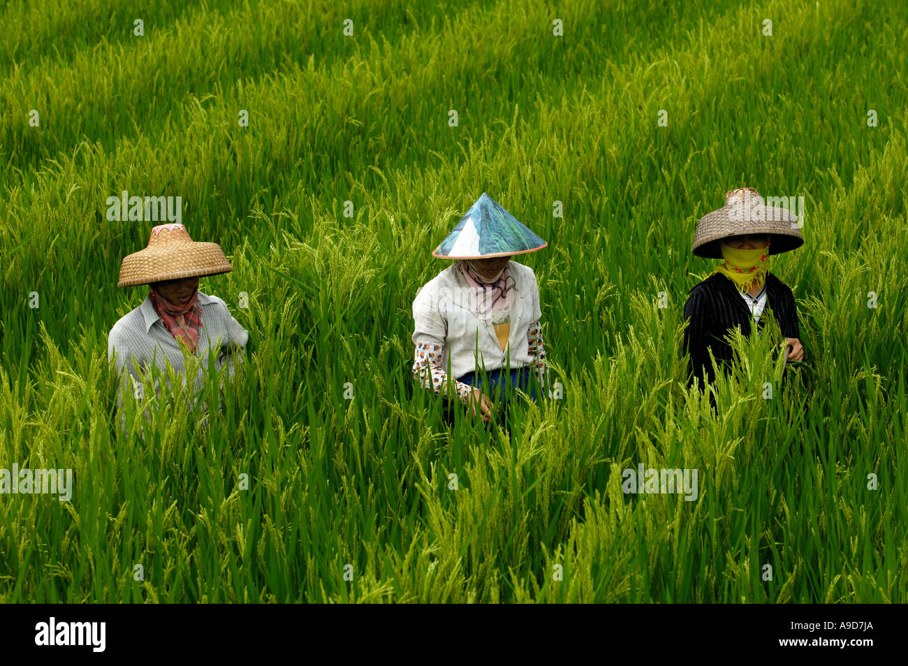 Chinese farmers work in the rice fields in Sanya Hainan China 30 Mar 2006 Stock Photo