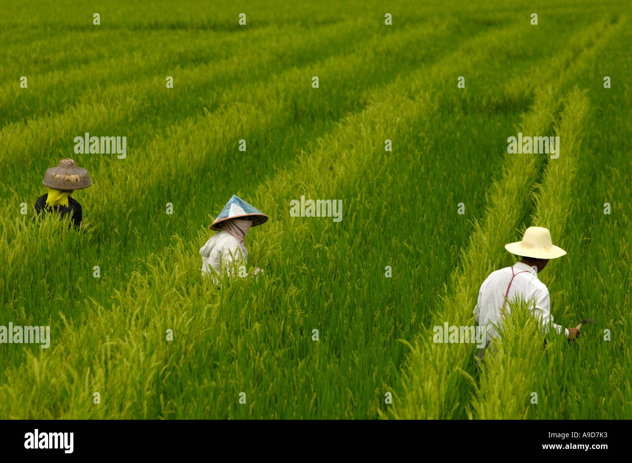 Chinese farmers work in the rice fields in Sanya Hainan China 30 Mar 2006 Stock Photo