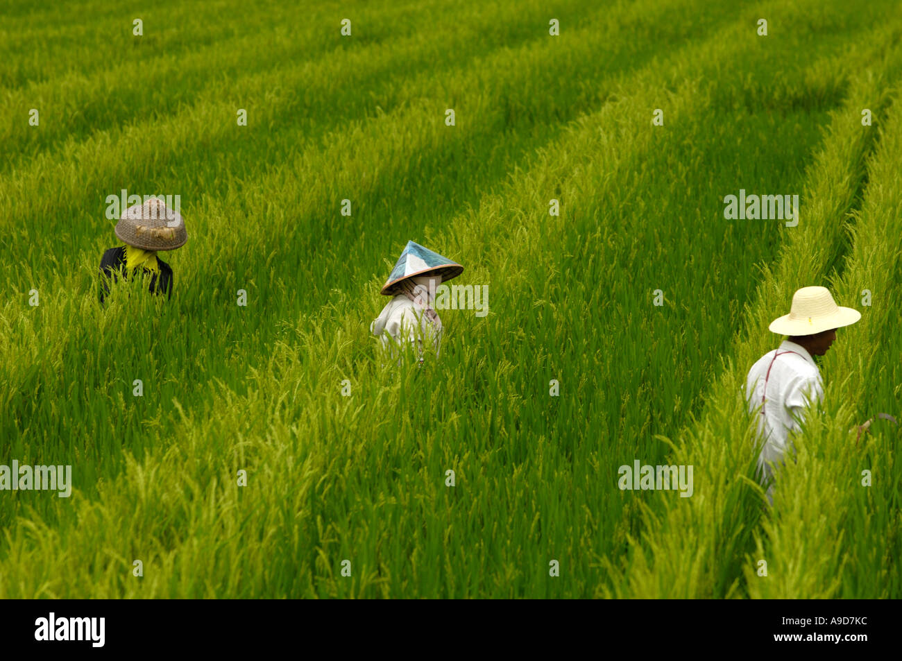 Chinese Man Rice Fields Chinese farmers work in the rice fields in Sanya Hainan China 30 Mar ...