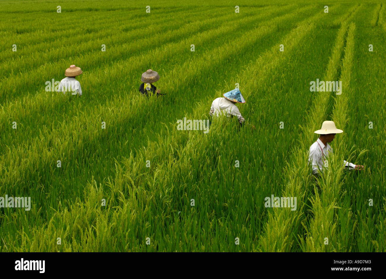 Chinese farmers work in the rice fields in Sanya Hainan China 30 Mar ...