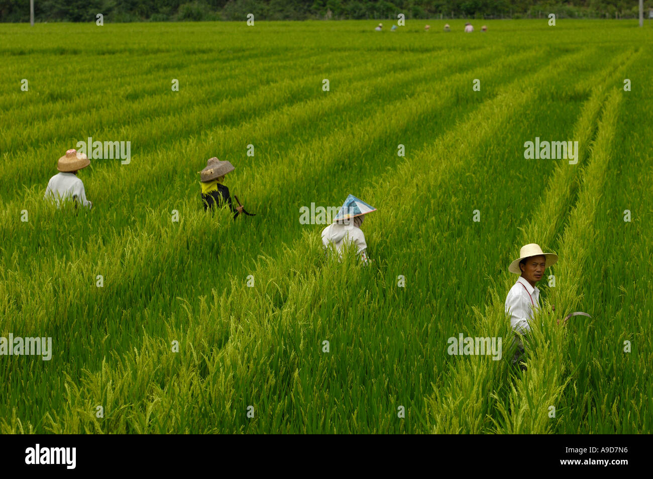 Chinese farmers work in the rice fields in Sanya Hainan China 30 Mar 2006 Stock Photo