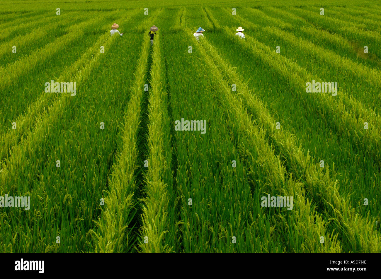 Chinese farmers work in the rice fields in Sanya Hainan China 30 MAR 2006 Stock Photo