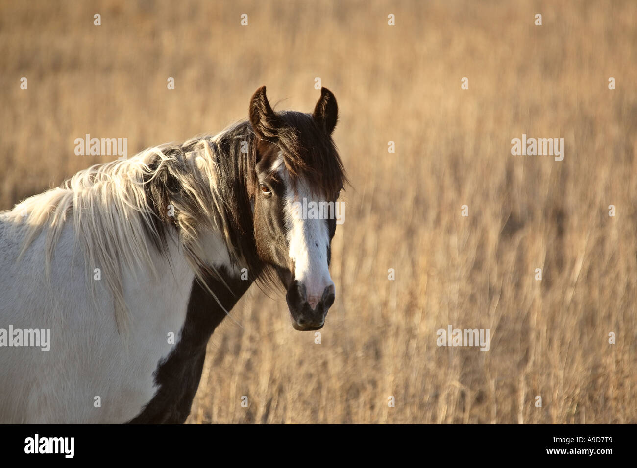 A black and white Pinto horse in scenic Saskatchewan Canada Stock Photo