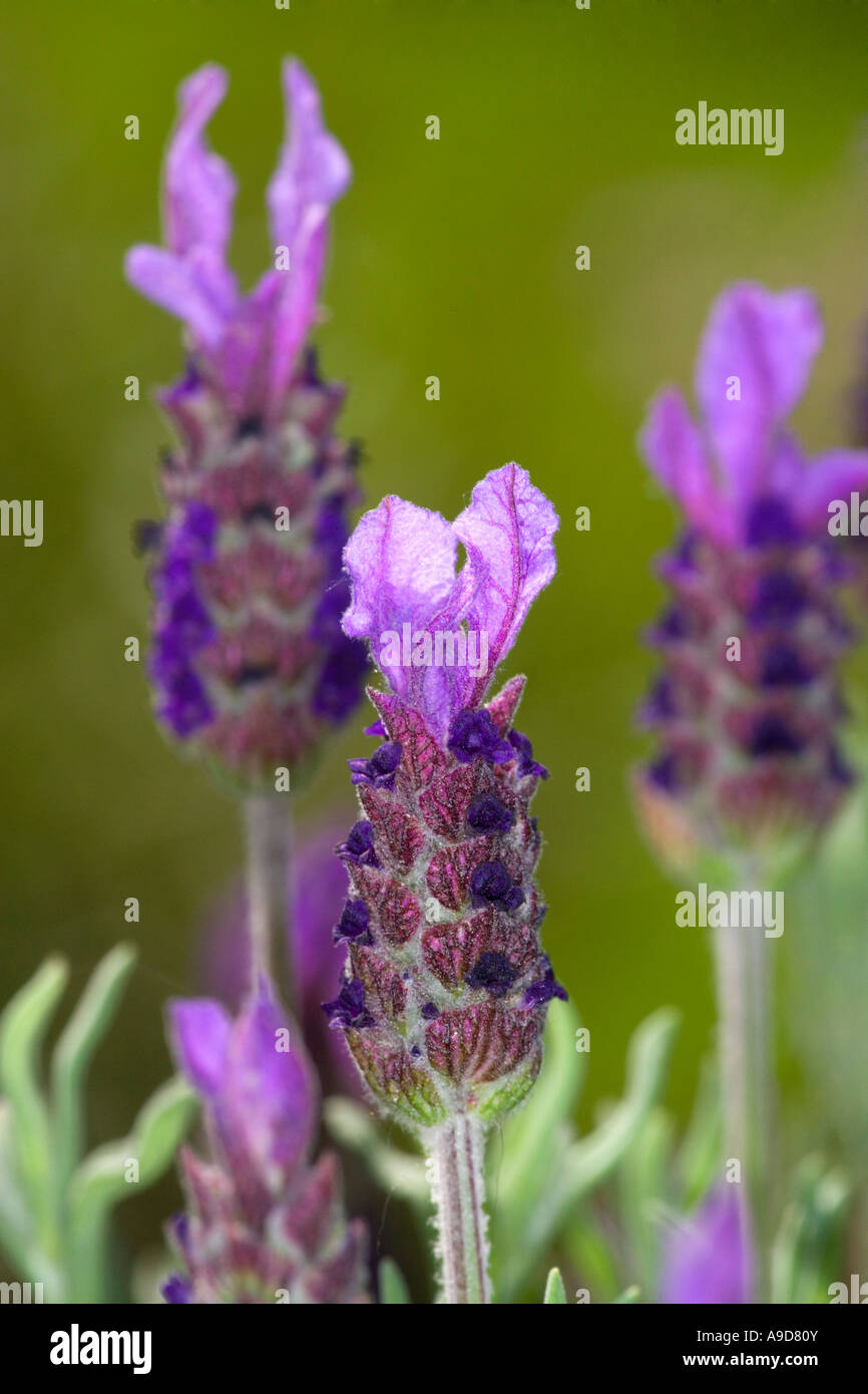 French Lavender flowers Stock Photo Alamy