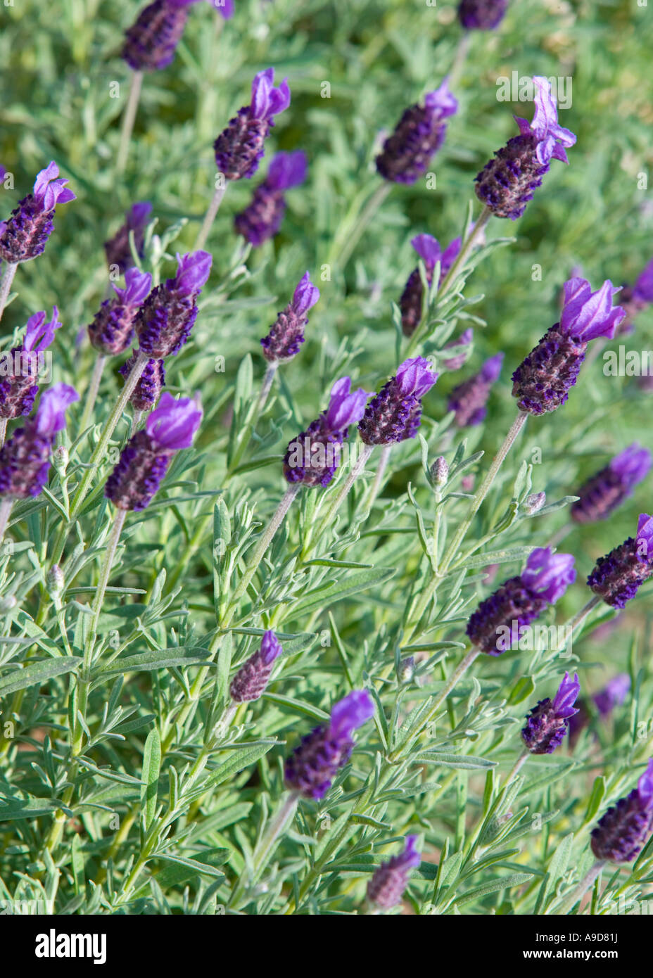 French Lavender flowers Stock Photo Alamy
