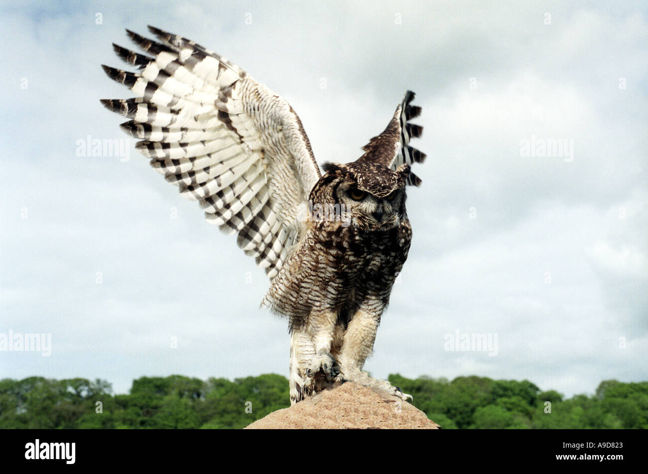 Horned owl taking off Bubo Virginianus Stock Photo - Alamy, image size:1300x951
