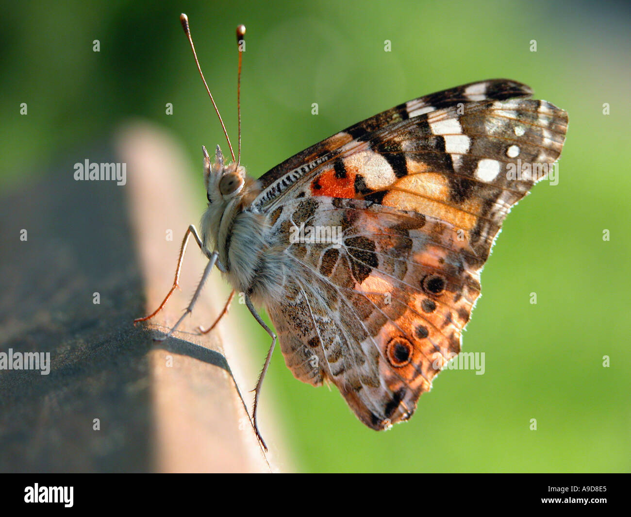 BUTTERFLY PAINTED LADY sitting an a park bench Stock Photo