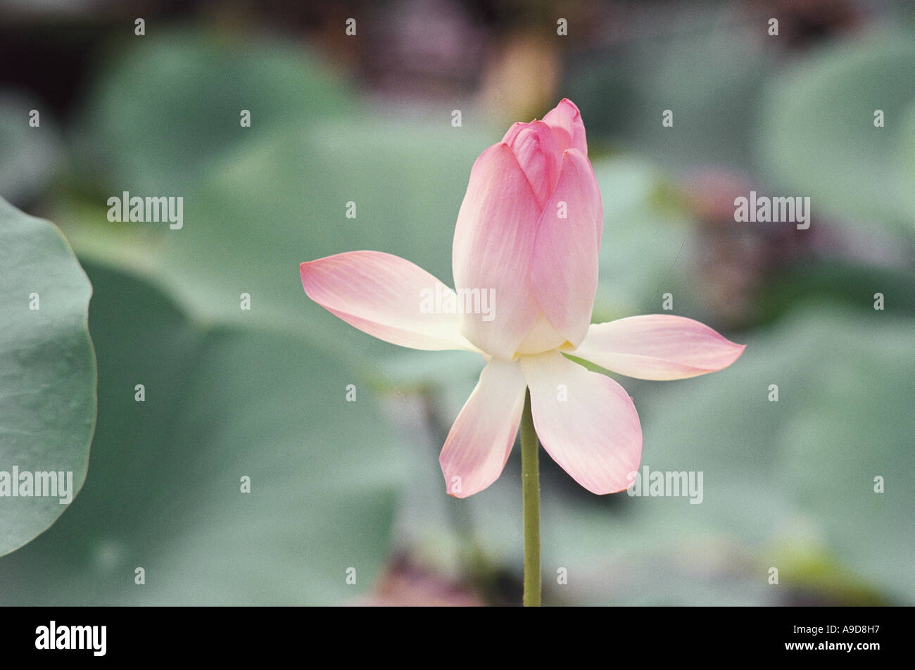 Pink lotus the national flower of india hi-res stock photography and ...