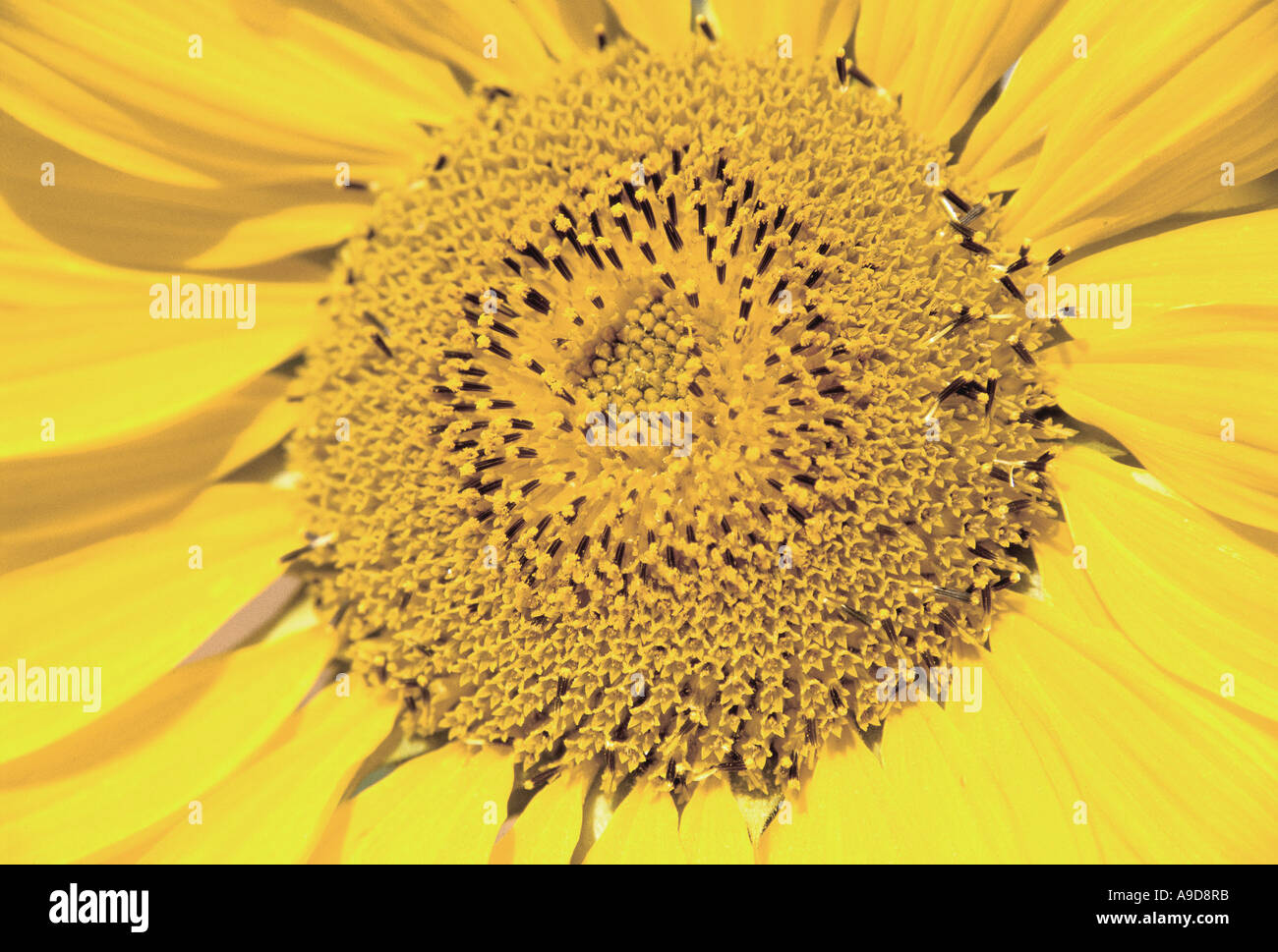 Indian sunflower seeds hi-res stock photography and images - Alamy