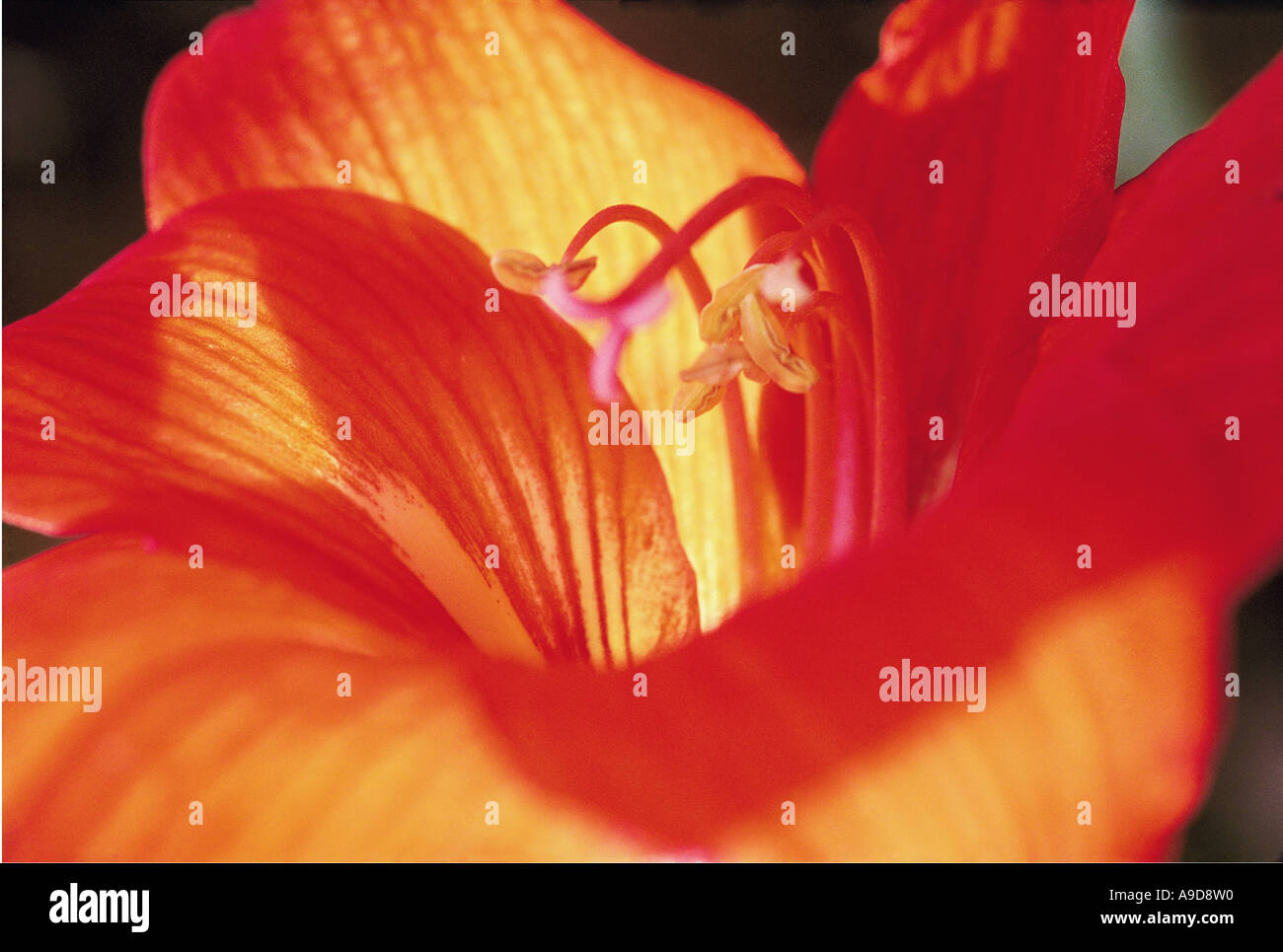 HMA77063 Closeup picture of one red yellow color delicate flower Stock Photo