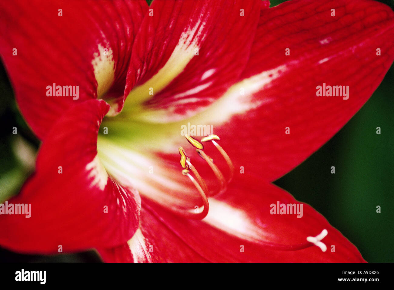 HMA77077 Closeup picture of red color flower with white streaks Stock Photo