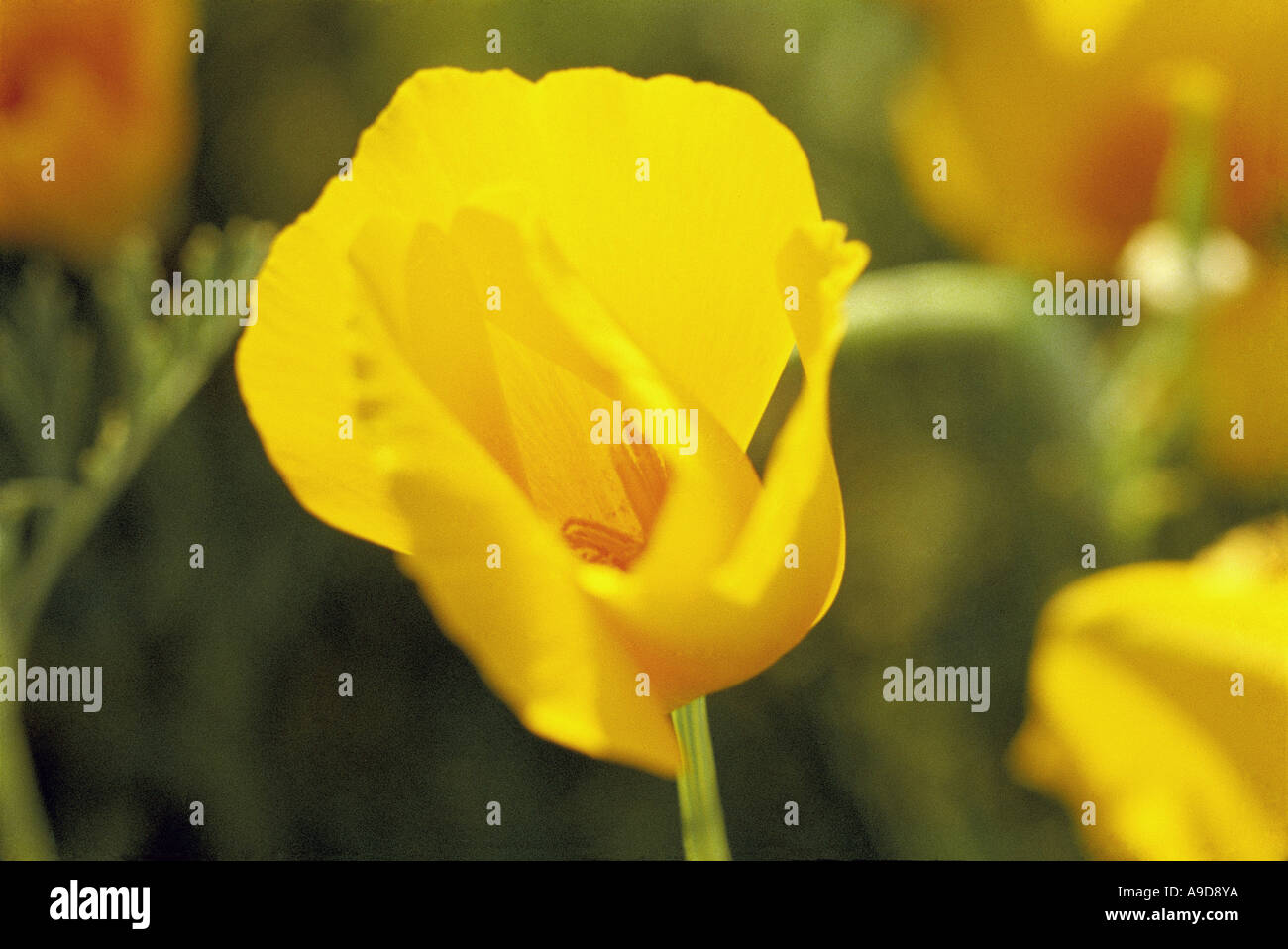 HMA77097 Closeup of one bright yellow color wild flower Stock Photo
