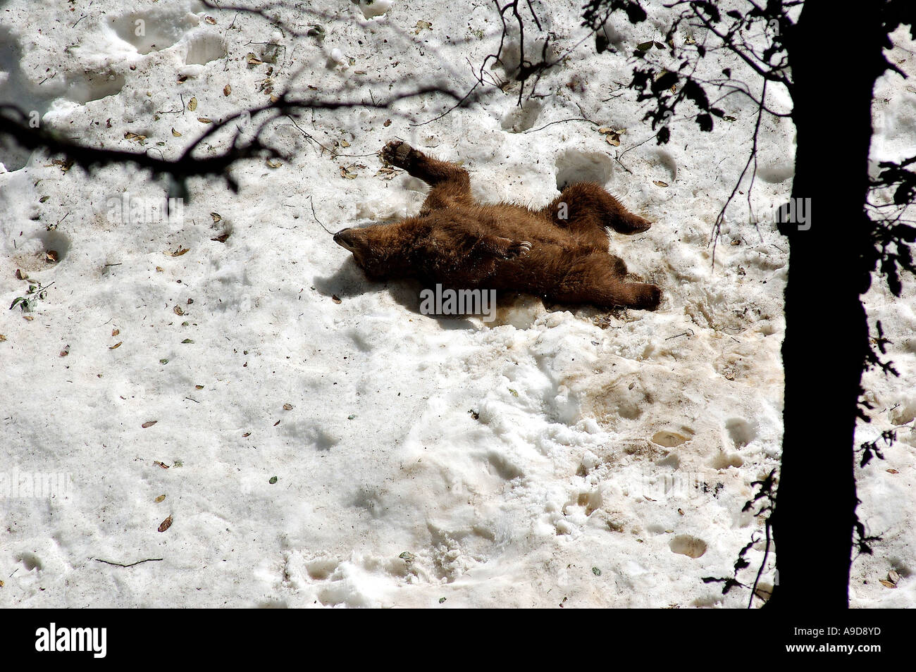 Brown Bear playing in snow near Simla Himachal Pradesh India Stock Photo