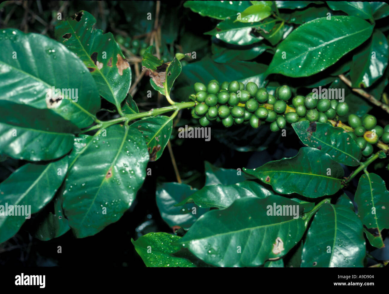 plant green coffee beans Costa Rica Central America Stock Photo Alamy