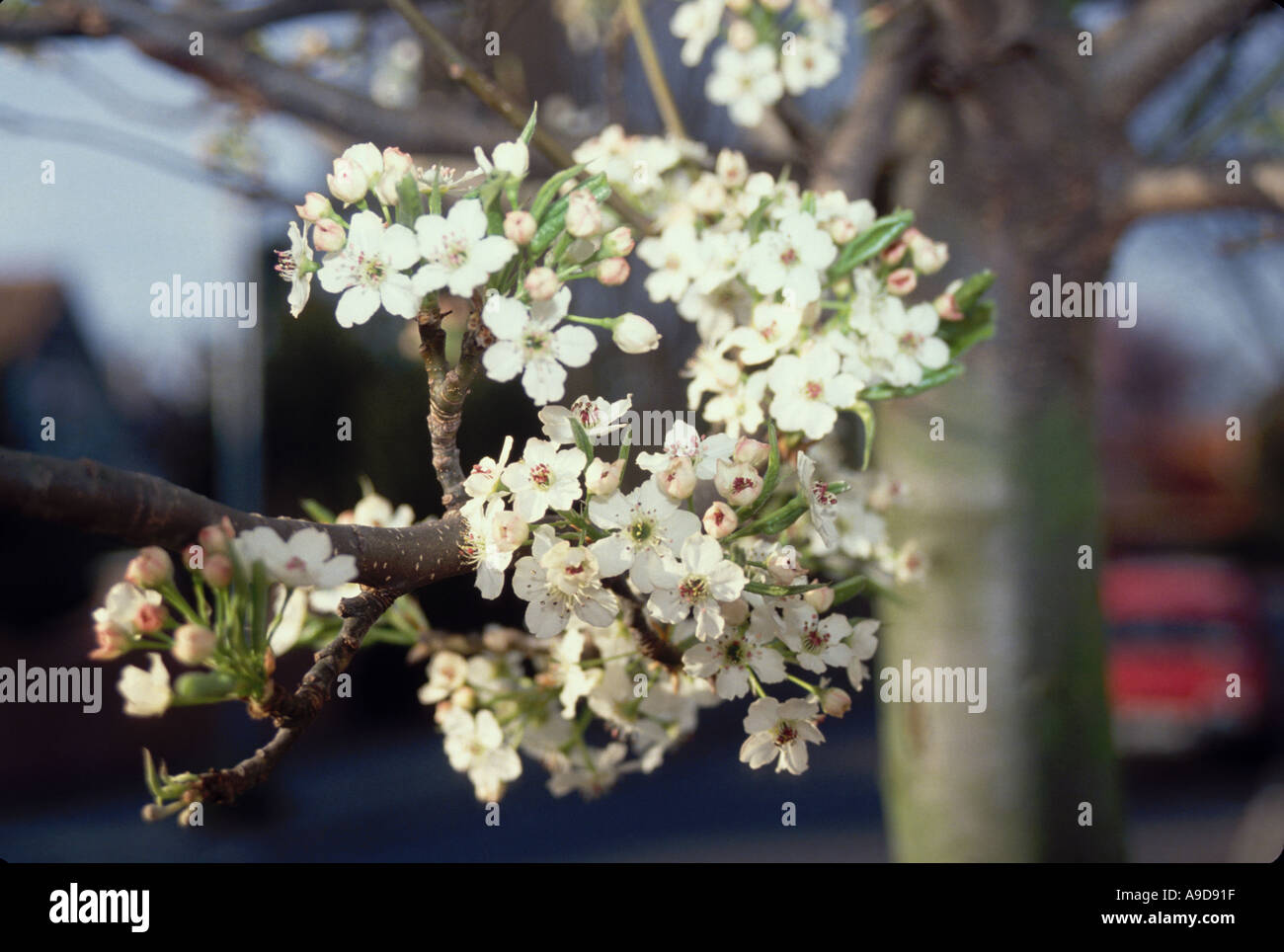 SPRING TREE BLOSSOM LONDON ENGLAND Stock Photo - Alamy