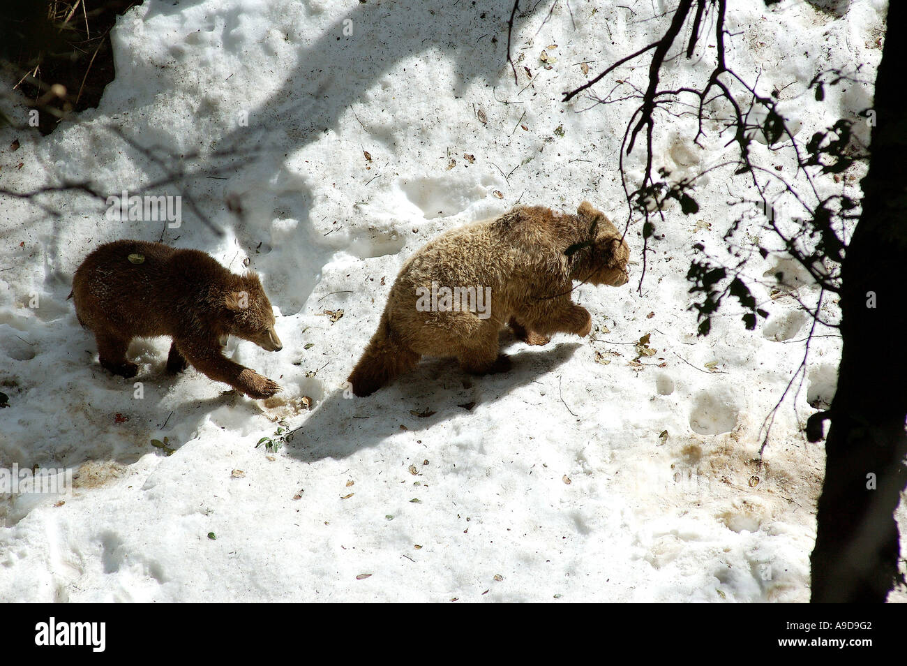 RAJ78131 Two wild animals Brown Bears near Simla Himachal Pradesh India Stock Photo - Alamy RAJ78131 Two wild animals Brown Bears near Simla Himachal Pradesh India Stock Photo - Alamy