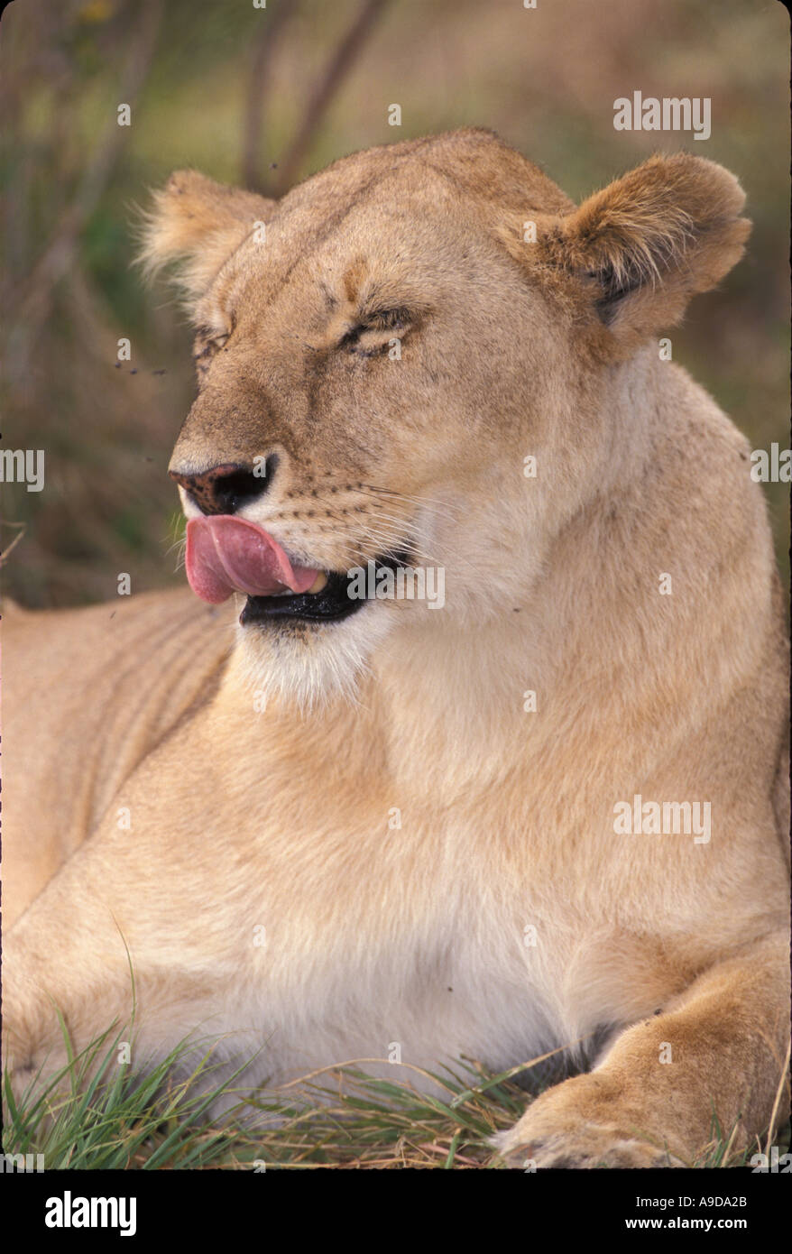 Mammal Lion african portrait Panthera leo Masai Mara Game Reserve east ...