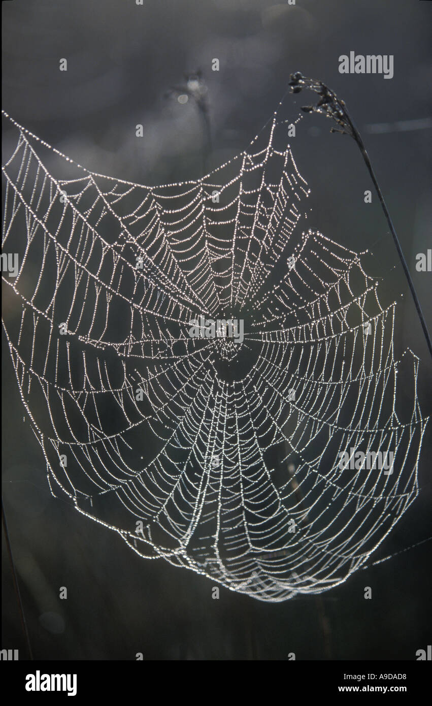 Spiders web Stock Photo