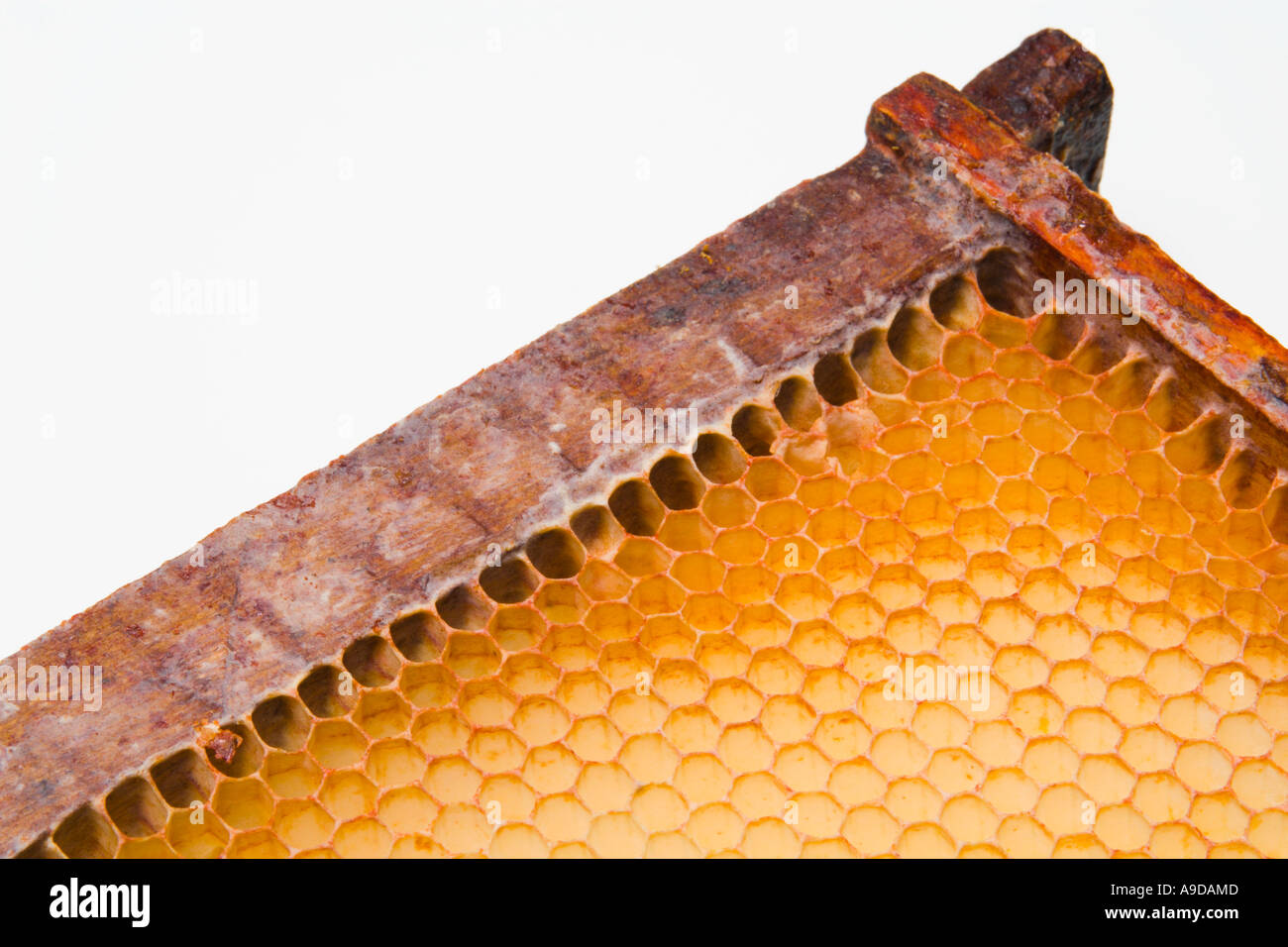 uncapped honey comb cells in hive frame corner Stock Photo Alamy