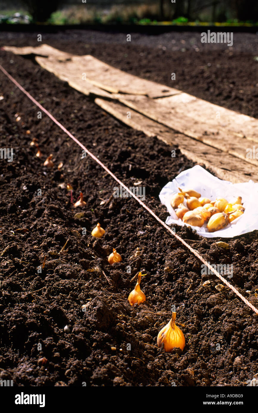 Planting an onion set for homegrown produce Stock Photo