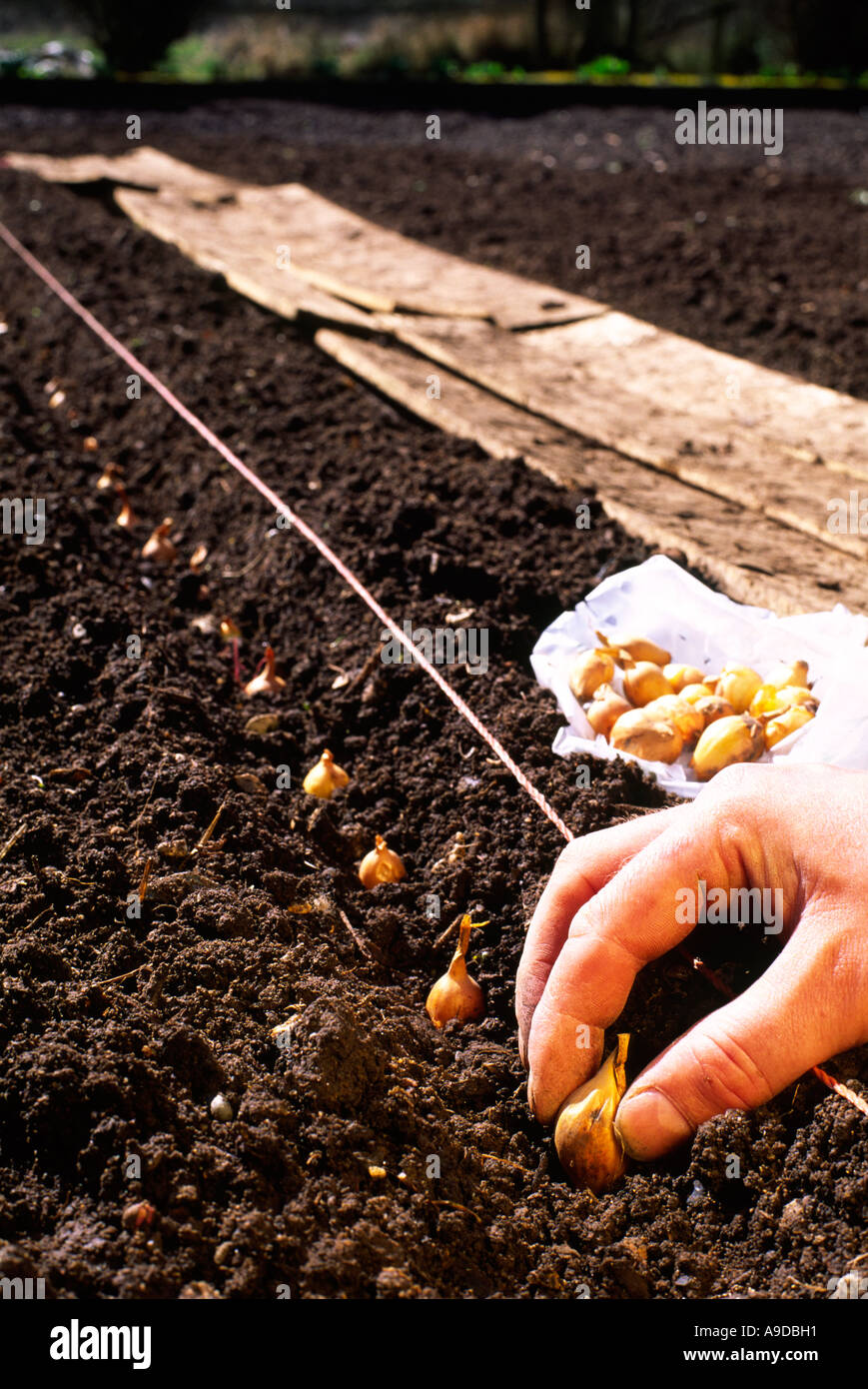 Person planting an onion set for homegrown produce Stock Photo