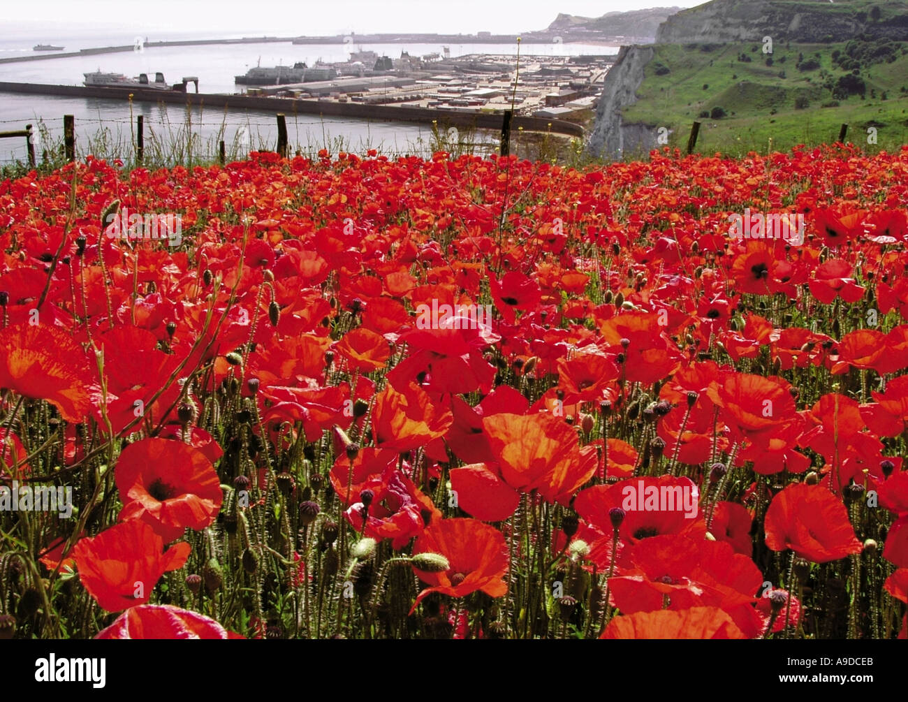 kent white cliffs country trail dover docks david martyn hughes Stock