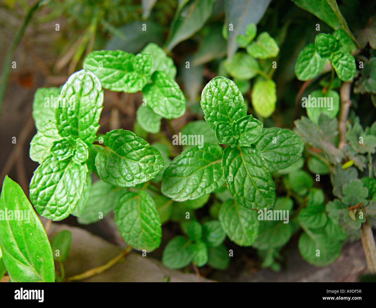 Peppermint (Mentha piperita). Maharashtra, India. Stock Photo