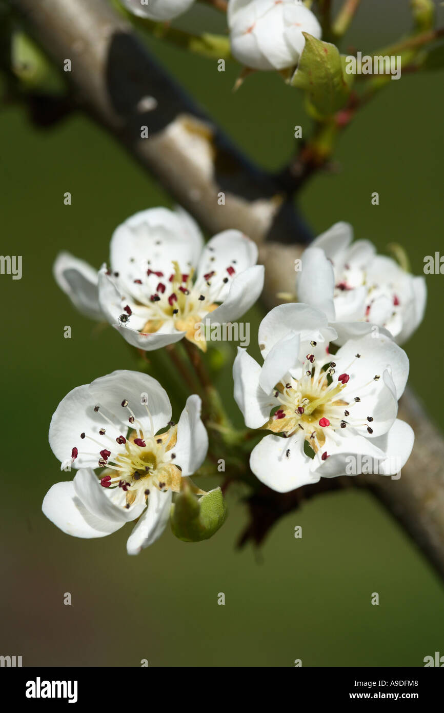 European Pear 'Rescue' Bloom Stock Photo