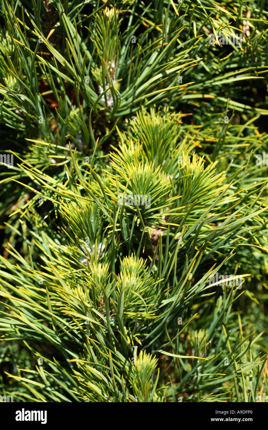 Scotts Pine 'Globosa Viridis' Pinus sylvestris Stock Photo