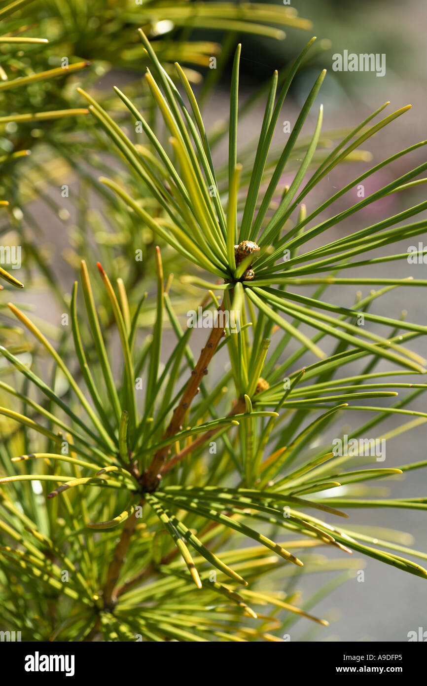 Japanese Umbrella Pine Sciadopitys Verticillata Stock Photo