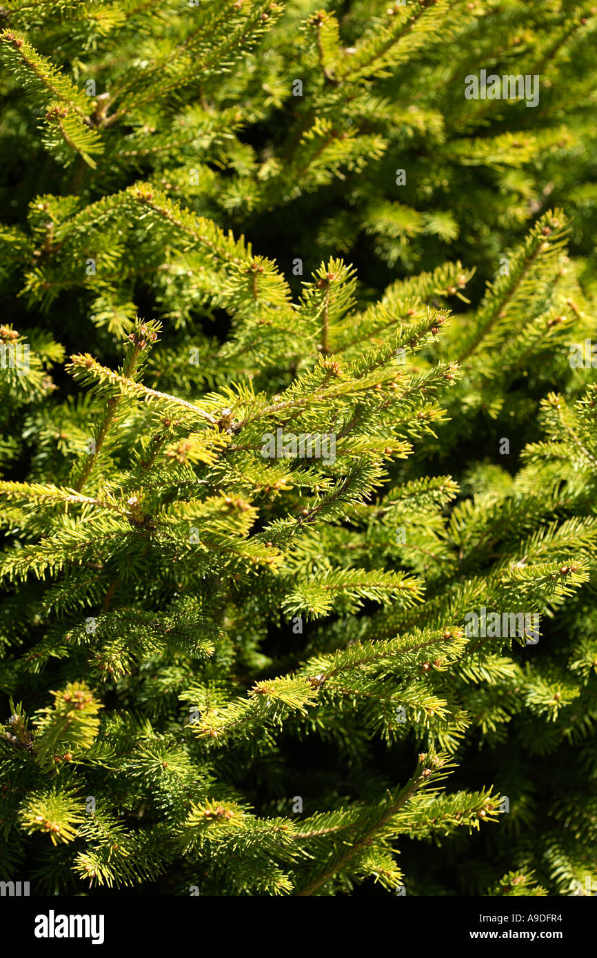 Norway Spruce 'Mountain Dew' Picea abies Stock Photo