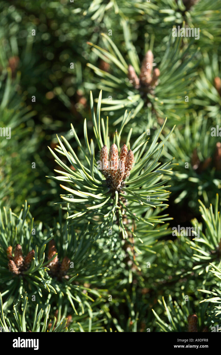 Scotch Pine Pinus Sylvestris 'Bergman' Pinaceae Stock Photo