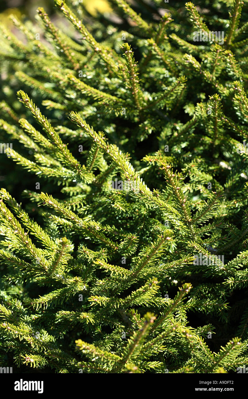 Oriental Spruce 'Compacta' Picea orientalis Stock Photo