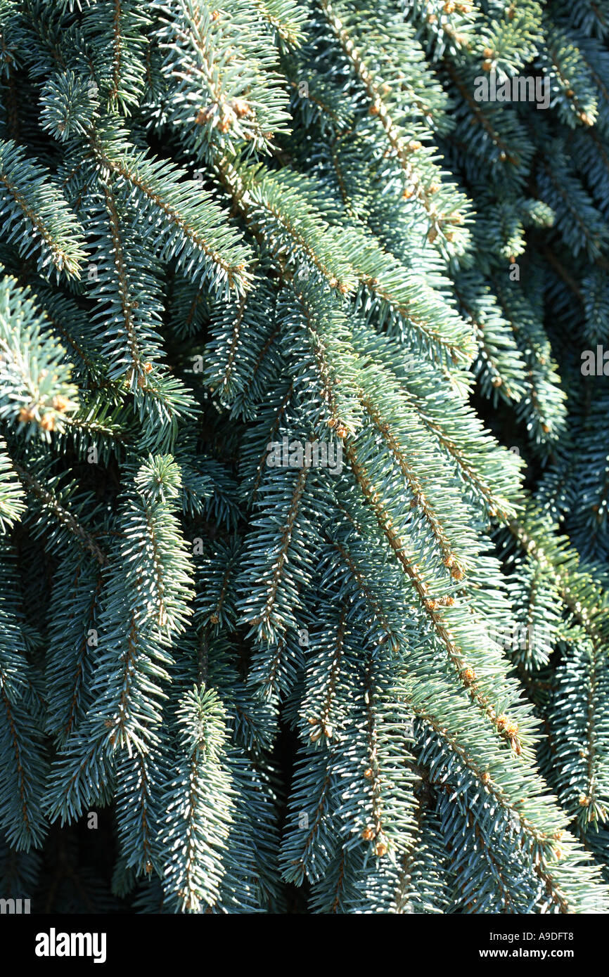 Colorado Spruce 'The Blues' Picea pungens Stock Photo
