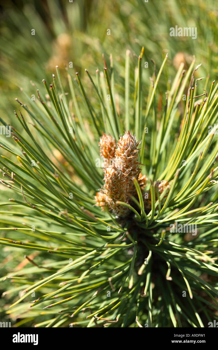 Ponderosa Pine 'Dixie' Pinus Ponderosa Stock Photo