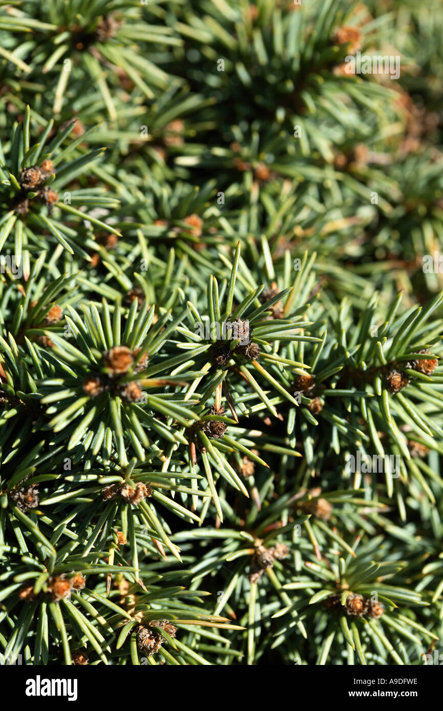 Colorado Spruce 'Green Globe' Picea pungens Stock Photo